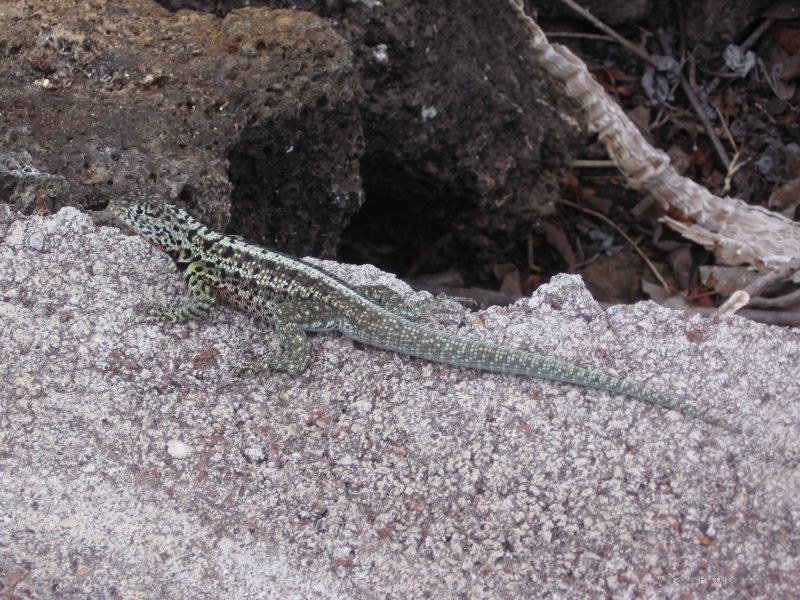 lizard